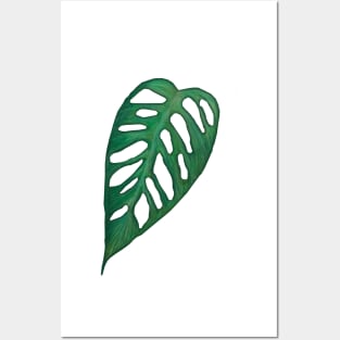 Monstera Adonsonii Leaf Posters and Art